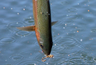 Trout 102049.jpg